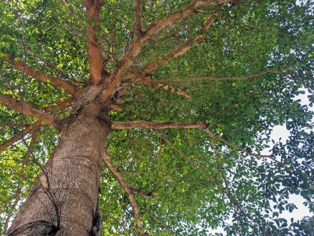istock a beautiful tree with dense branches and twigs and lush leaves 1868716134