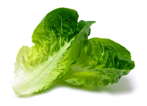 Romaine lettuce leaf