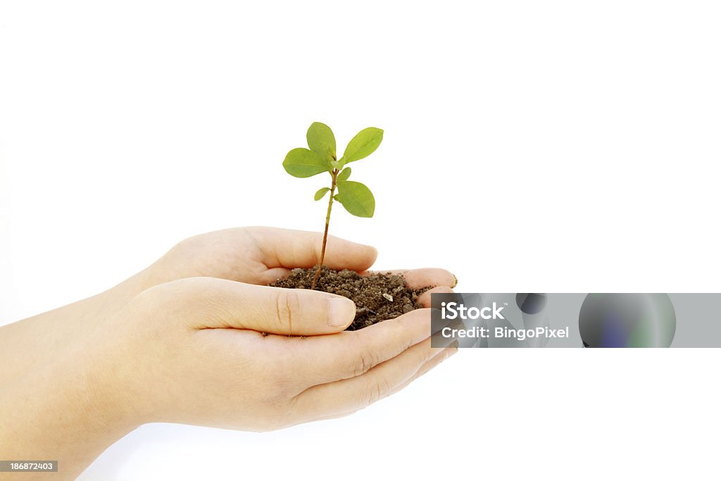 Mão segurando a semente - Foto de stock de Agricultura royalty-free
