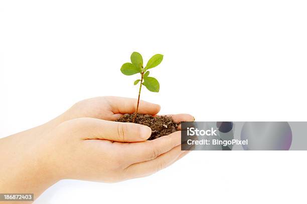 Foto de Mão Segurando A Semente e mais fotos de stock de Agricultura - Agricultura, Crescimento, Figura para recortar