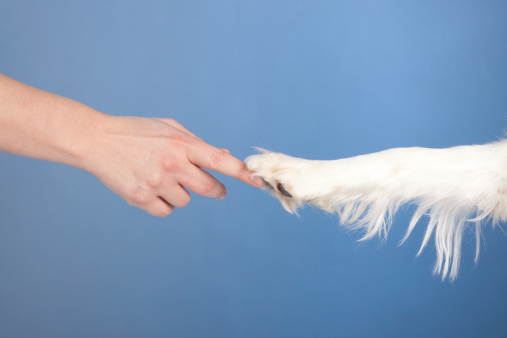 Man touching dog's paw with his finger.