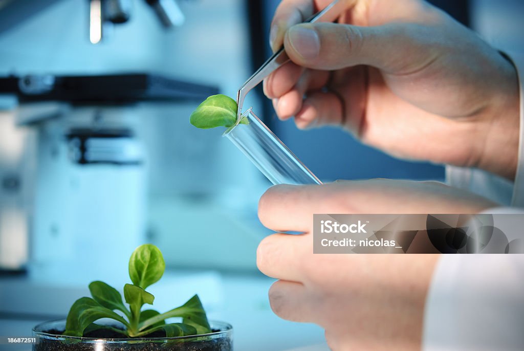 La biotecnología - Foto de stock de Flora libre de derechos