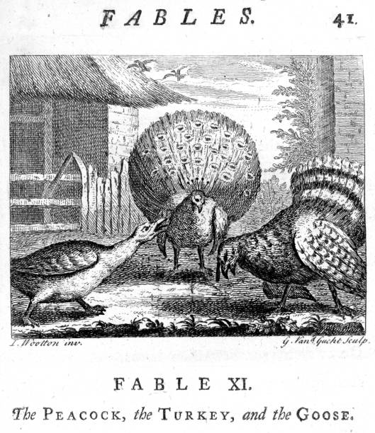 Peacock Turkey and the Goose Vintage engraving from 1753 of the Peacock the Turkey and the Goose. From the Fables of John Gay. goose meat illustrations stock illustrations