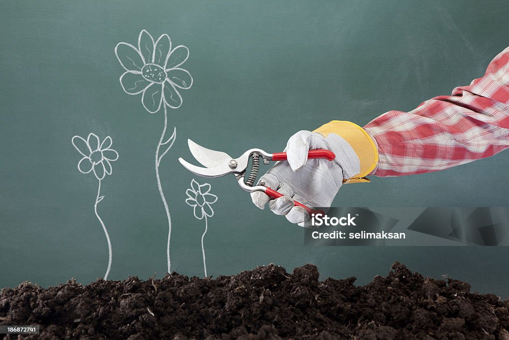 Przycinać rośliny z gleby i kwiaty Rysunek na Tablica - Zbiór zdjęć royalty-free (Sekatory)