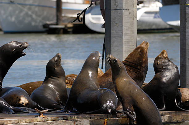 istock Wild Sea Lions on Boat Dock 186873038