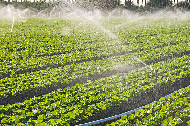 istock Irrigating leaf vegetables in southern California 186873151
