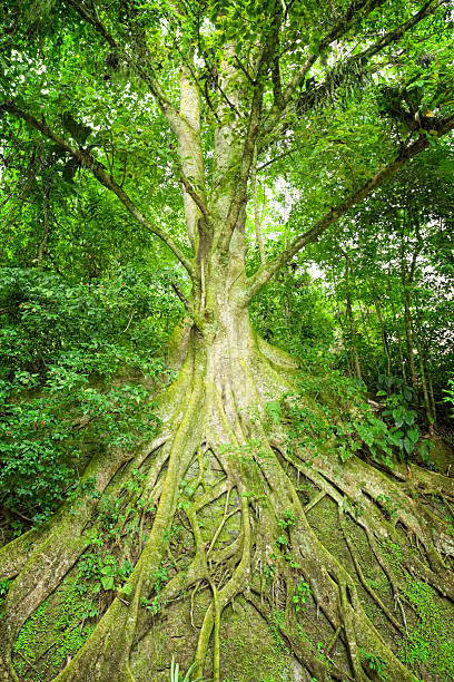 istock Roots of tall tree in the Tropical rain forest 186873174