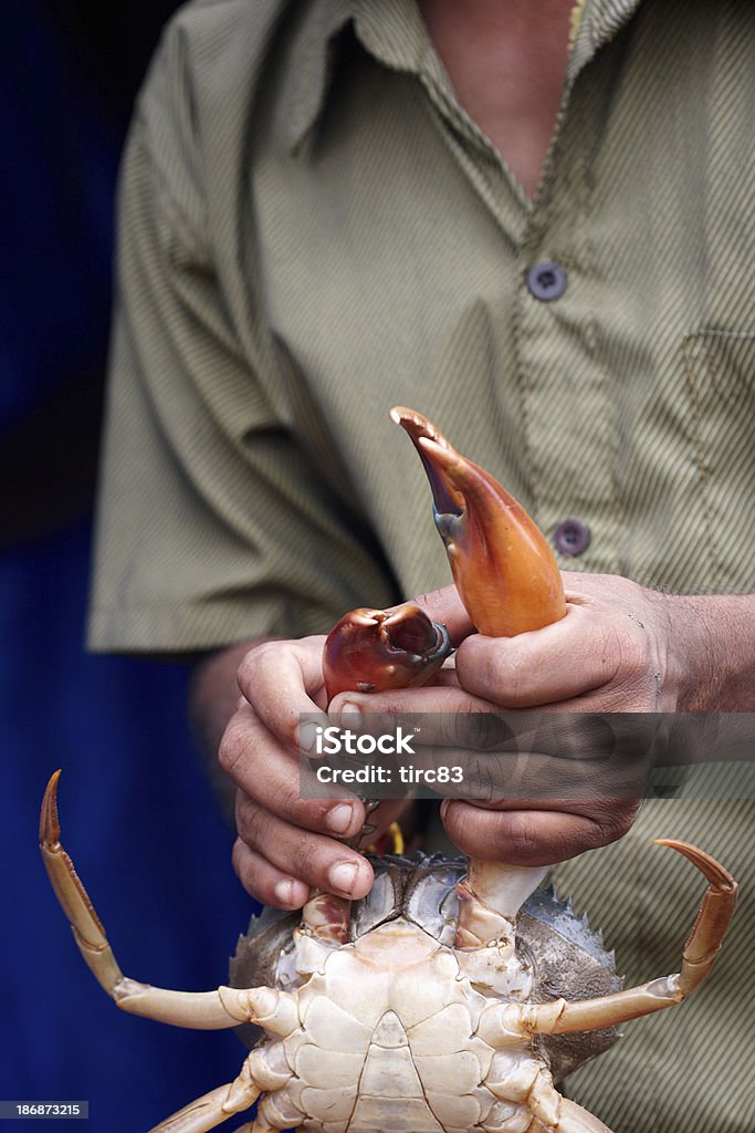 Indian Rybak na połów świeże kraby - Zbiór zdjęć royalty-free (Czerwony)