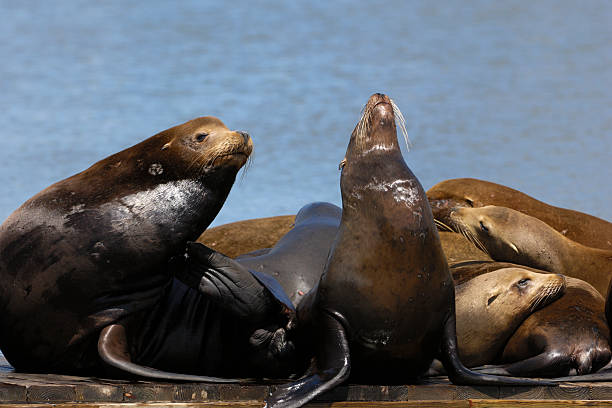 istock Wild Sea Lions on Boat Dock 186873474