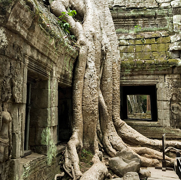 Cтоковое фото Та Прум Angkor, Cambodia