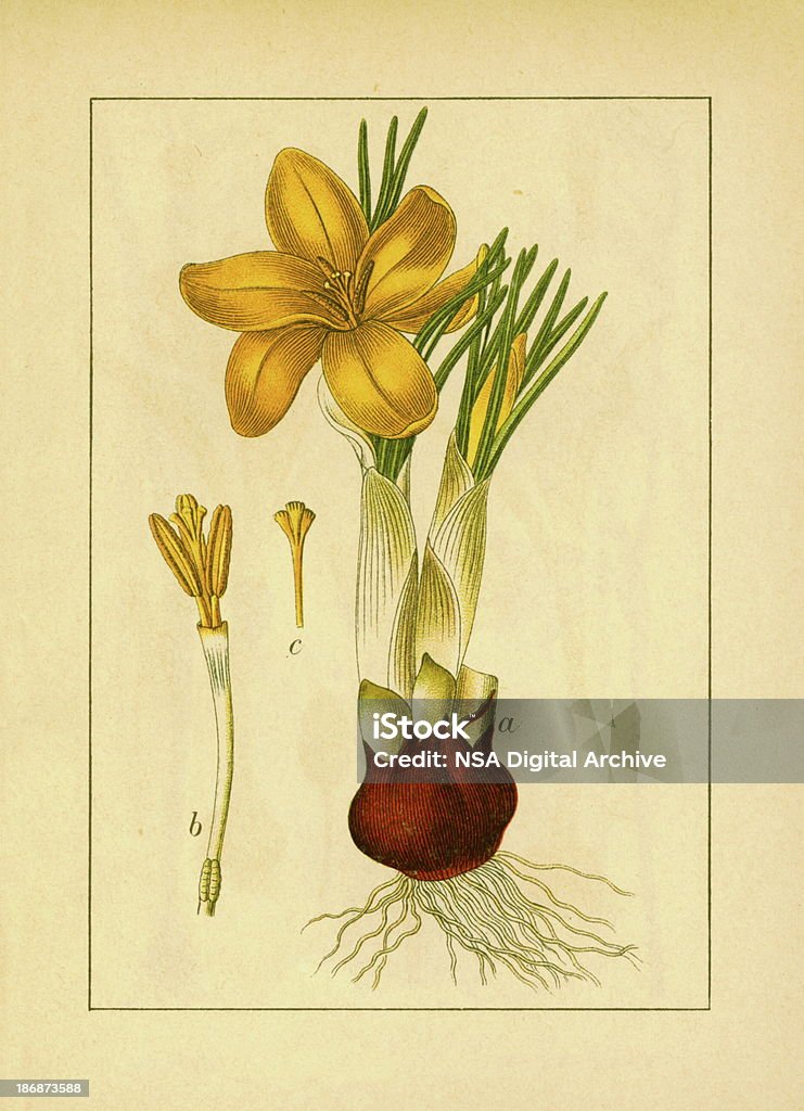 Antique fleur crocus jaune/Illustrations - Illustration de Botanique libre de droits