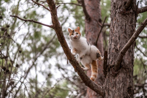 Cat on tree stock photo