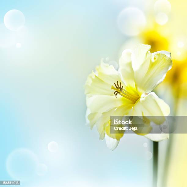 Narcissus Stockfoto und mehr Bilder von Baumblüte - Baumblüte, Bildhintergrund, Bildkomposition und Technik