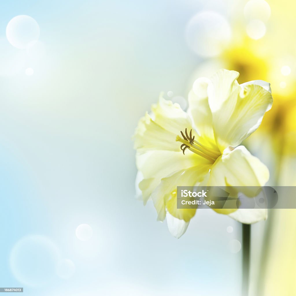 Narcissus "Beautiful narcissus, in the morning light." Backgrounds Stock Photo