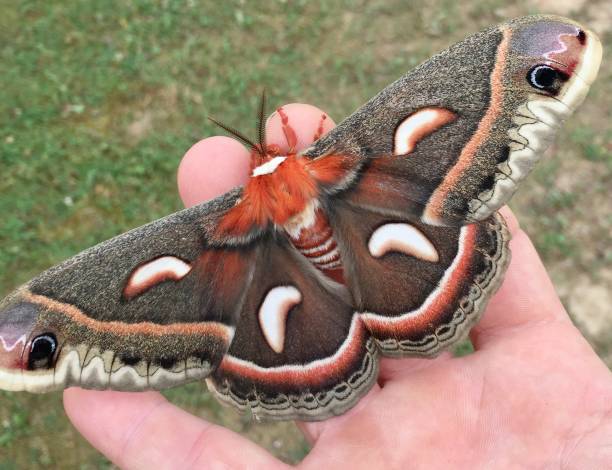 손에 큰 cecropia 나방 - moth silk moth night lepidoptera 뉴스 사진 이미지