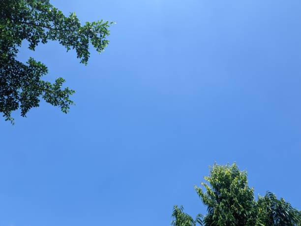 istock green leaves on a blue sky background 1868742029