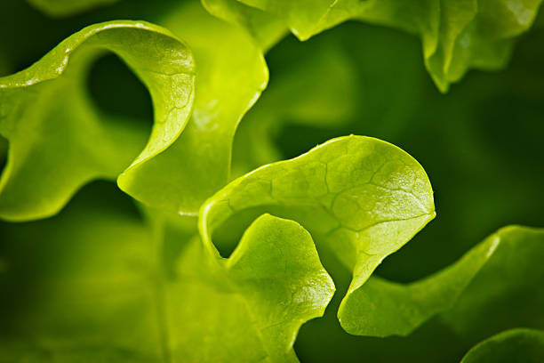 Salad background. XXXL Salad background. Macro shot leaf vegetable photos stock pictures, royalty-free photos & images