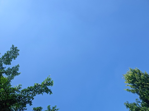 Looking up at natural frame of treetops against blue sky.