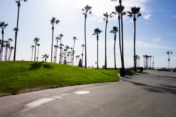 istock row of palm trees 1868743061