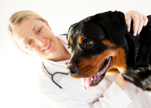 Female Veterinarian Doctor Doing An Medical Exam of young female Rottweiler Dog, selective focus to Dog