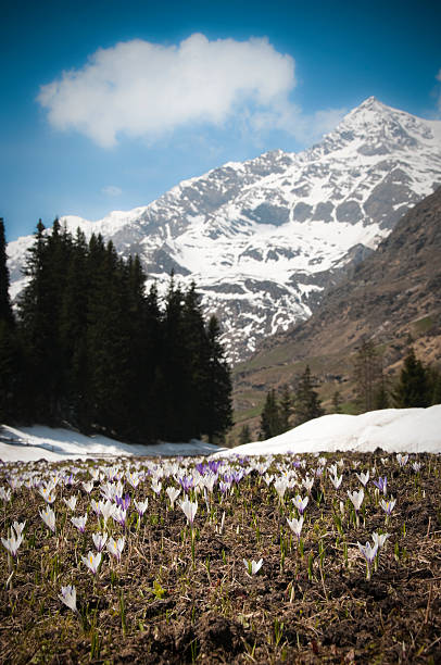 frühling landschaft der alpen - snow crocus flower spring stock-fotos und bilder