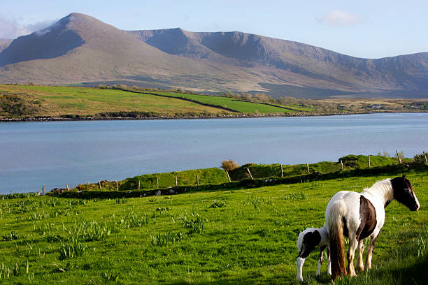 Horses in the meadow - Ireland Beautiful Irish landscape with foal and mare. Location is Brandon on the Dingle Peninsula. County Kerry, Ireland. dingle peninsula stock pictures, royalty-free photos & images