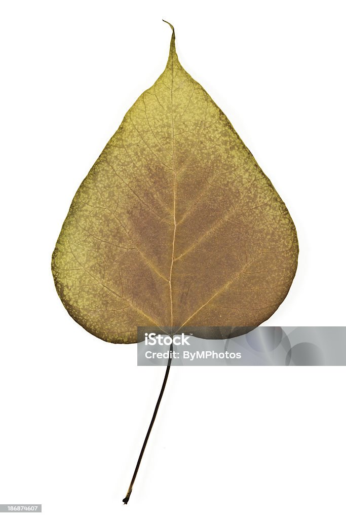 Northern Catalpa-speciosa - Photo de Blanc libre de droits