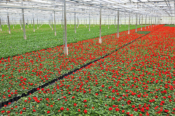 Red garden geranium closeup