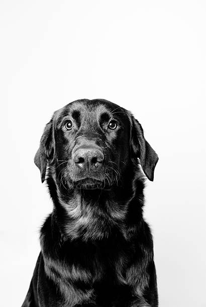 Retrato de Cão - fotografia de stock