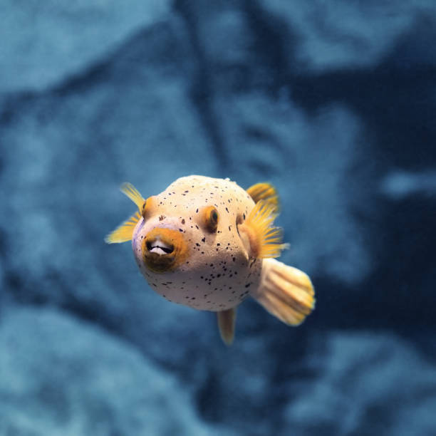Cow Colored Fish 1,000+ Cow Fishes Stock Photos, Pictures & Royalty-Free Images - iStock