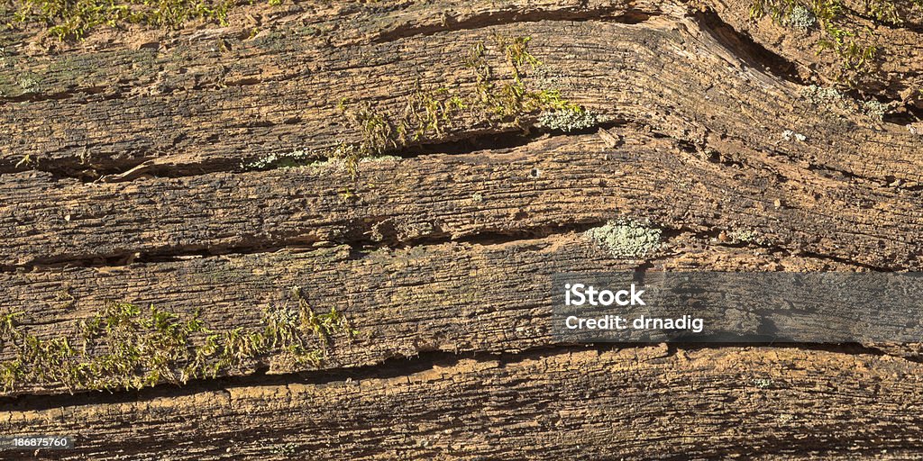 Verwitterte Holz Hintergrund - Lizenzfrei Abgestorbene Pflanze Stock-Foto