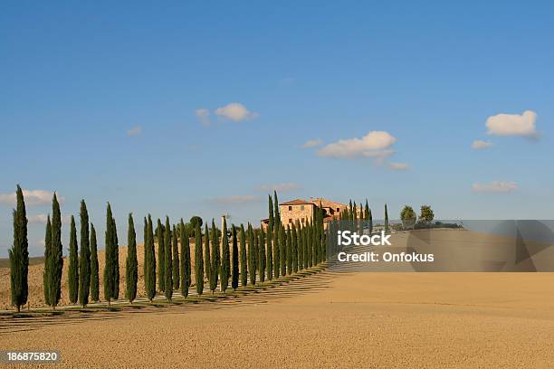 Chiantiweinberg An Sonnigen Tag Italien Stockfoto und mehr Bilder von Italien - Italien, Weinprobe, Alkoholisches Getränk