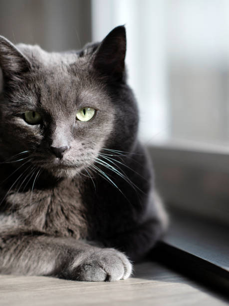 istock Russian Blue cat laying down in the light streaming through the window 1868758617