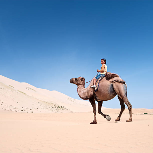istock Mongolian girl riding on the camel 186875884
