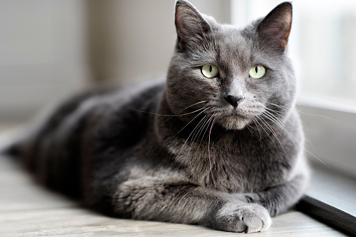 Russian Blue cat laying on the floor looking at the camera in Seattle, Washington, United States