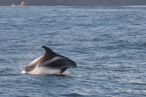 Blanco costero dolphin photo