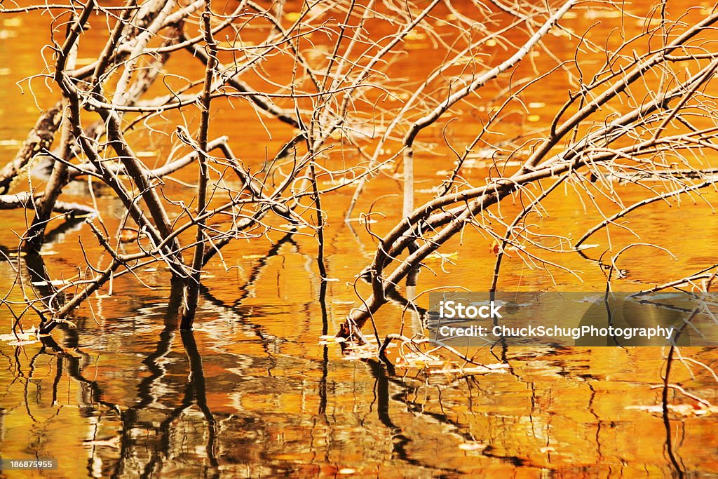 Ветвь отражение Осенний Природа: абстракции - Стоковые фото Brackish Water роялти-фри