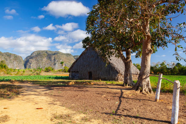 istock A typical barn for drying tobacco leaves,Valley de Vinales, Pina 1868760149
