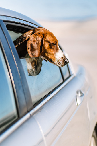 Curious American Foxhound looking out car window on a sunny day in Alamogordo, New Mexico, United States