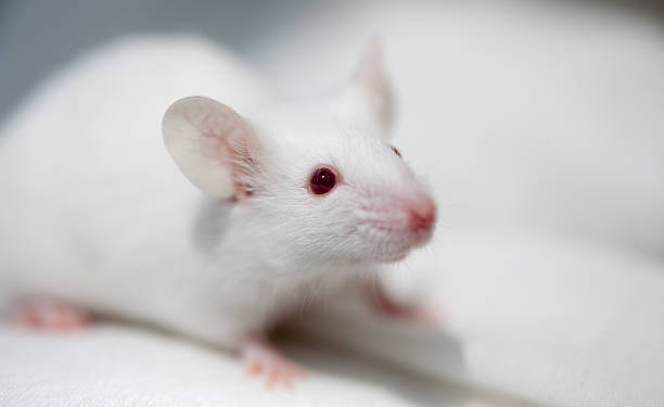 Pet mouse stock photo
