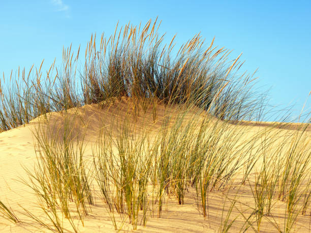 istock Sand Dunes at Praia da Carrapateira. thistle on the sand 1868763765