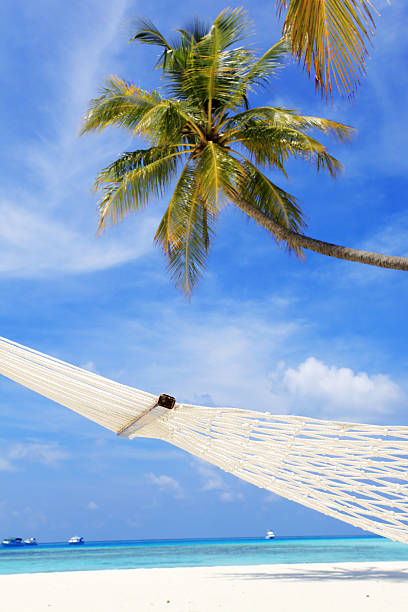 istock Palm and hammock against the blue sky 186876490