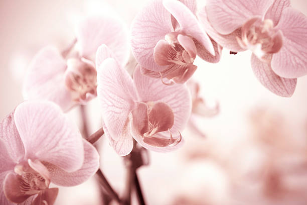 Orchid stock photo