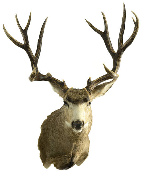 istock Western Mule Deer Taxidermy 186876552