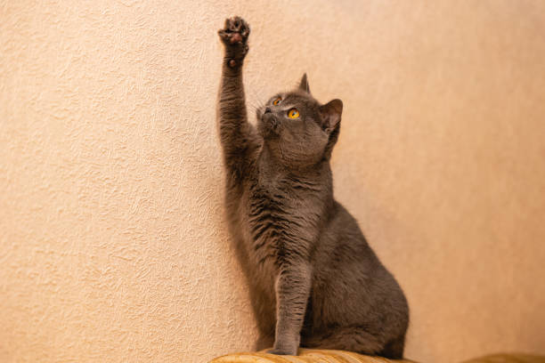 istock British breed cat raises its paw up 1868766879