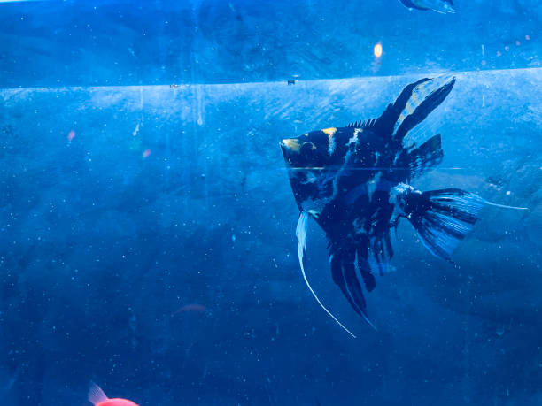 istock Tropical fish swimming in a deep blue water aquarium. Aquarium 1868767398