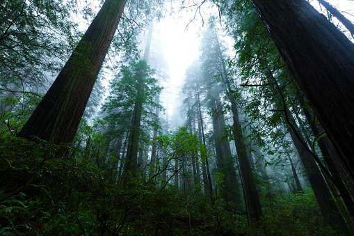 Low-angle view of towering redwood trees shrouded in dense fog.