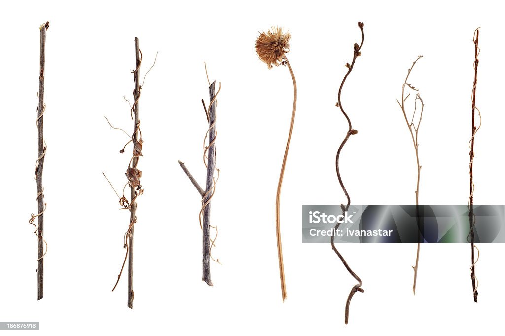 Twigs and Sticks Isolated on White - Стоковые фото Без людей роялти-фри