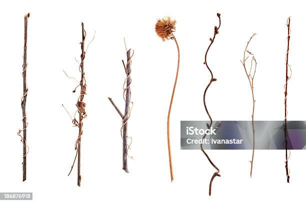 Twigs And Sticks Isolated On White — стоковые фотографии и другие картинки Без людей - Без людей, Белый фон, Горизонтальный