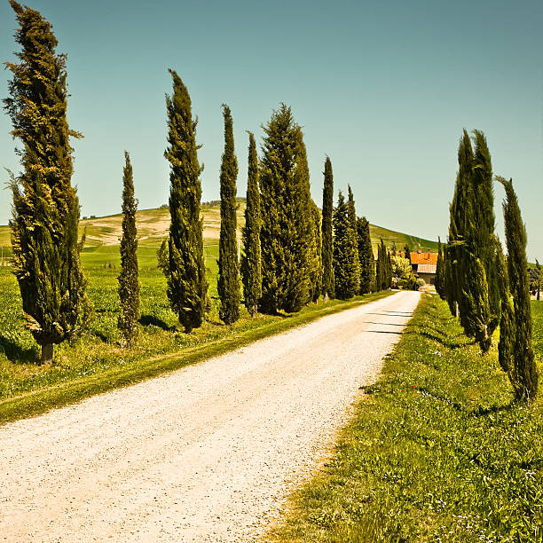 istock Tuscan Road with Cypresses, Val d'Orcia in Italy 186877013